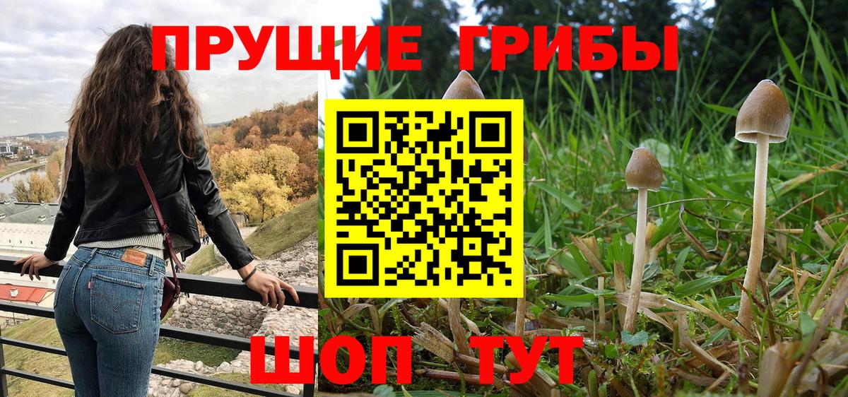 Псилоцибиновые грибы Psilocybine cubensis Шелехов